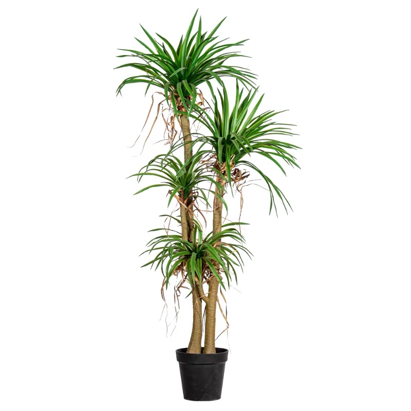 Indoor/Outdoor Home Tree Simul - đánh giá và giá Dracaena Marginata