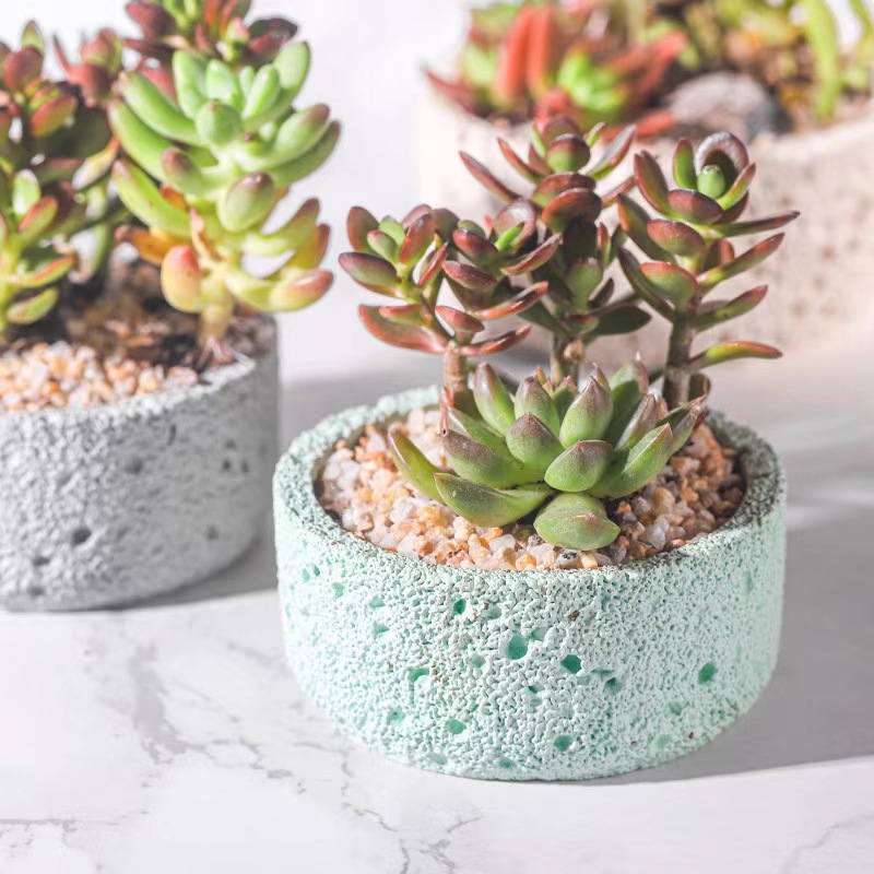 Nordic cement flowerpot simple - đánh giá và giá Echeveria Succulent