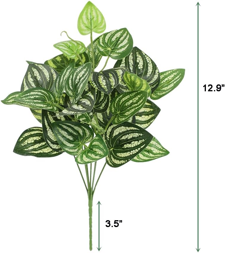 5Pcs Watermelon Peperomia Arti - đánh giá và giá Peperomia Watermelon