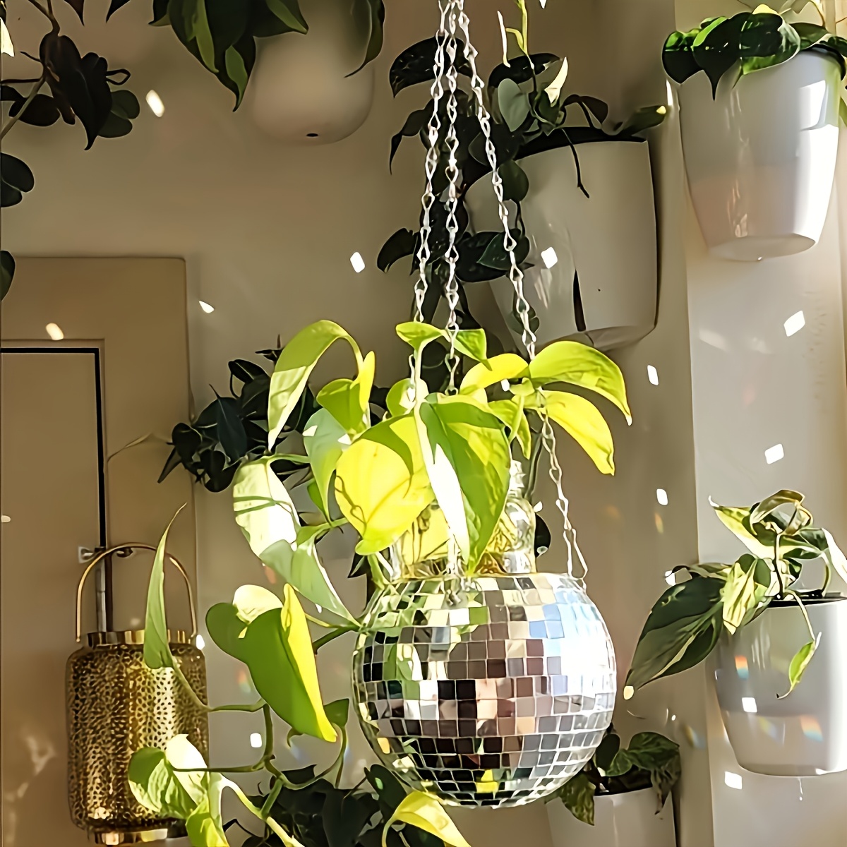 Disco Mirror Ball Hanging Flow - đánh giá và giá Echeveria Succulent