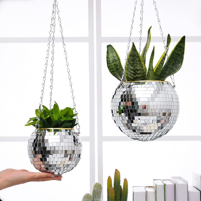 Disco Mirror Ball Hanging Flow - đánh giá và giá Echeveria Succulent