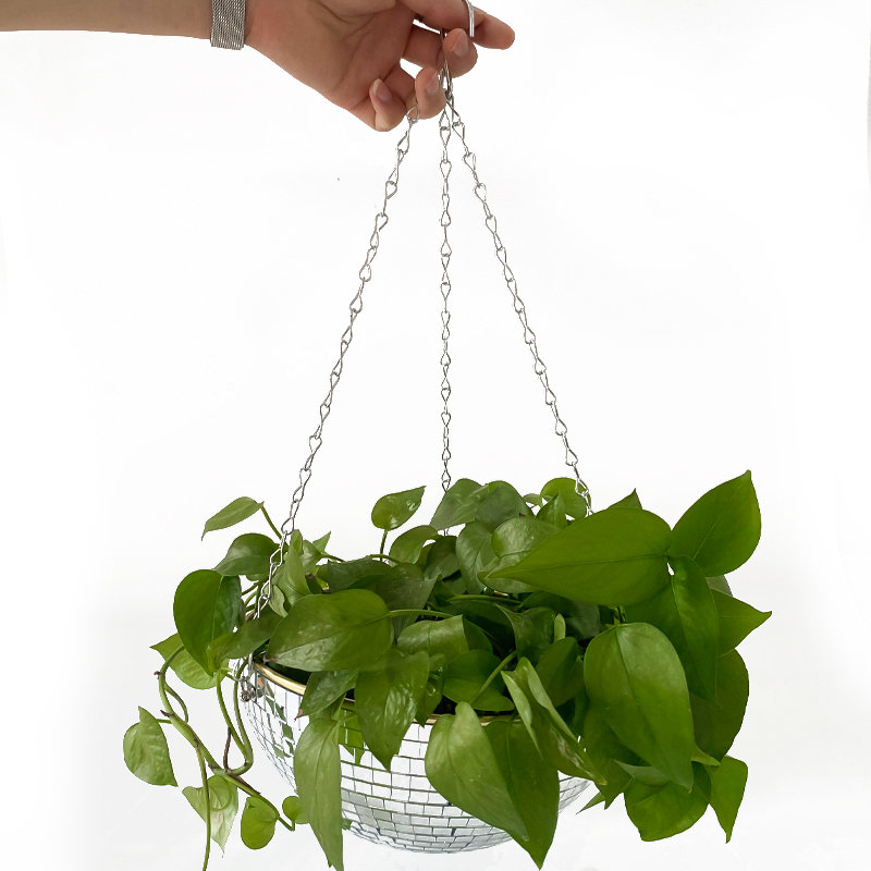 Disco Mirror Ball Hanging Flow - đánh giá và giá Echeveria Succulent