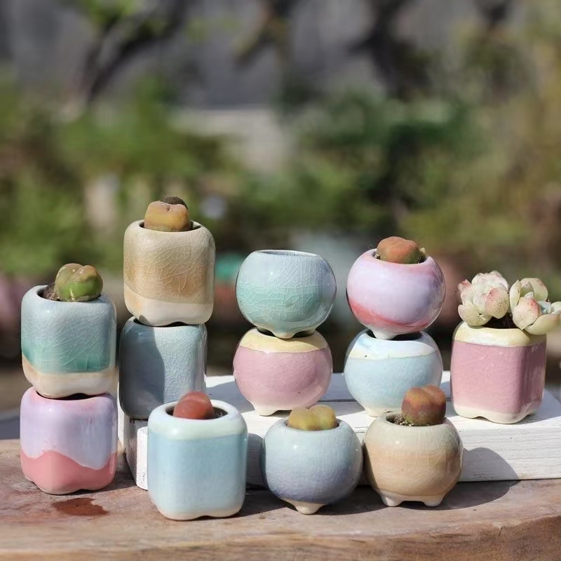 6Pcs Mini Flowerpot Succulents - đánh giá và giá Echeveria Succulent