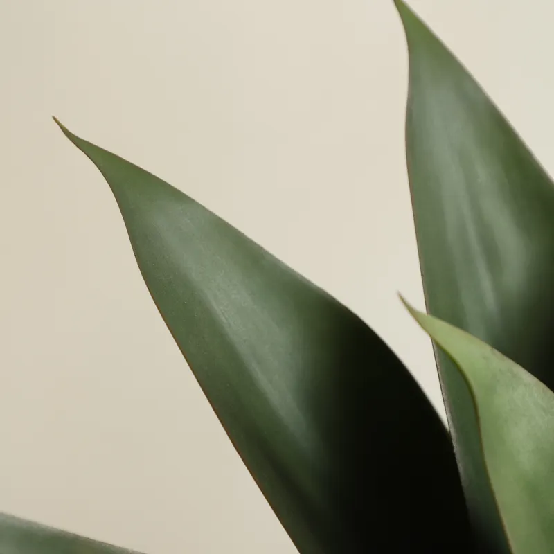 Artificial Potted Aloe Vera Pl - đánh giá và giá Aloe Vera Pot